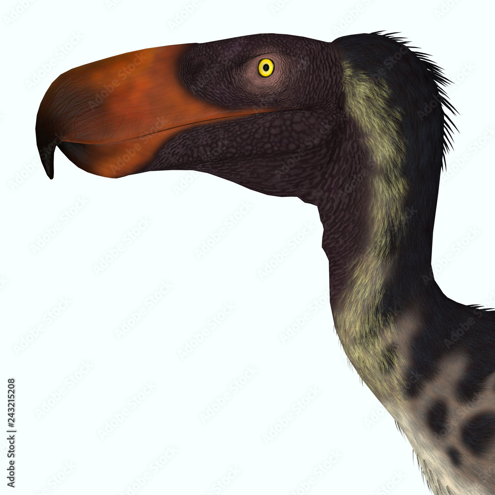 Kelenken Bird Head - Kelenken was a carnivorous Terror bird that lived in  Argentina during the Miocene Period. Stock Illustration | Adobe Stock