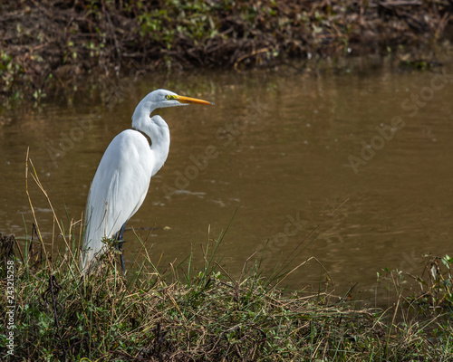 A great egret standing by the creek!