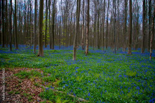 Beautiful forest in Belgium