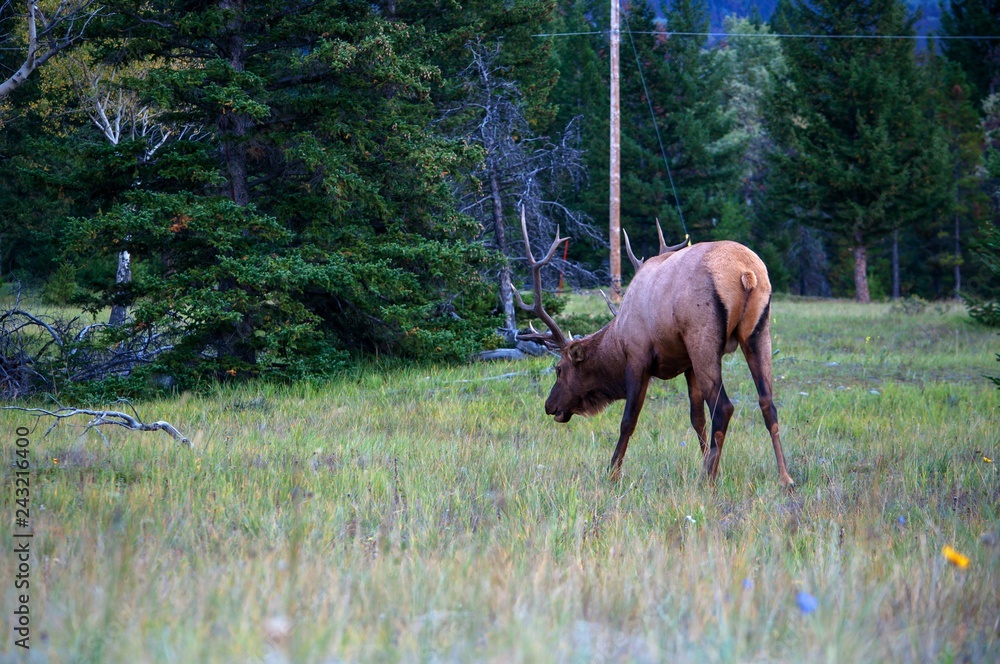 Rutting wapiti