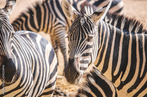 group of zebras desert 