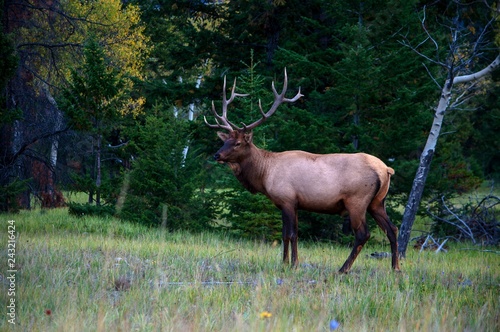 Wapiti bull