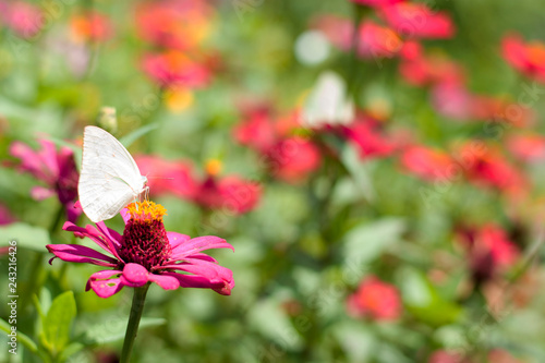 Flower butterfly in the garden