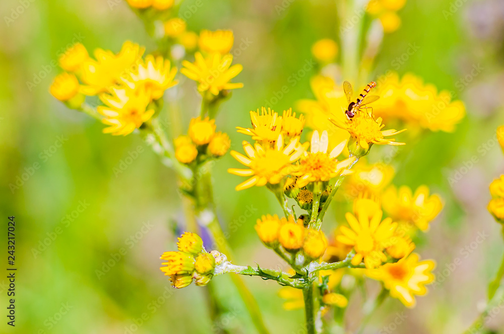 Obraz premium Macro view of small Hoverfly insect sitting on yellow blooming flower