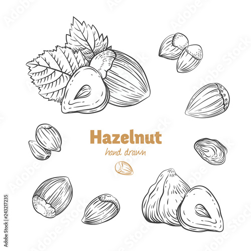 Hazelnuts vector hand-drawn illustration