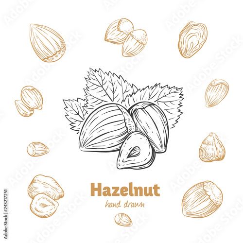 Hazelnuts vector hand-drawn illustration