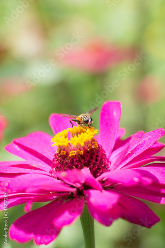 Flower butterfly in the garden © gunungkawi