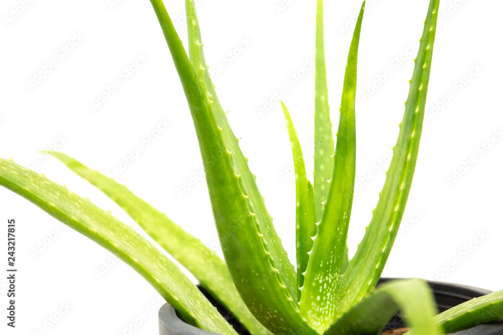 Aloe vera plant isolated on white background. Aloe vera plant isolated on white background.