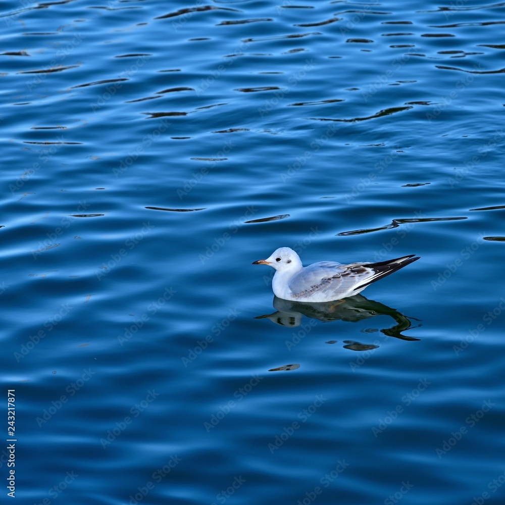 のんびりとくつろぐカモメ