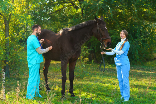 Veterinarians in uniform examining beautiful brown horse outdoors