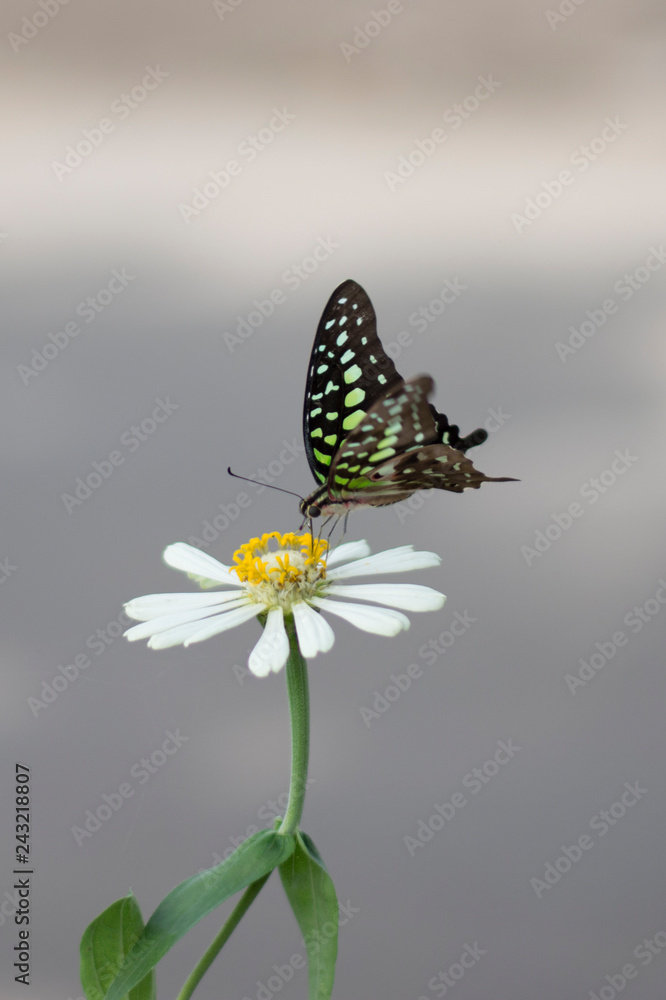 Fototapeta premium Flower butterfly in the garden