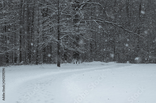snowy path in winter forest