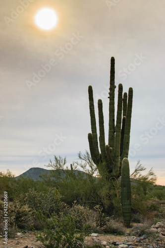 Arizona Cactus With Sun In the Background © FreezeFrames