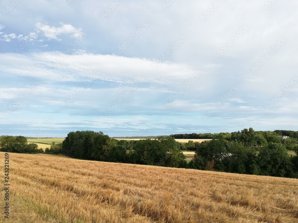 landscape with wheat field and blue sky landscape with wheat field and blue sky