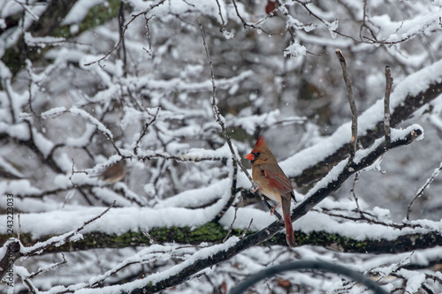 A female cardinal portrait on snow covered branches with bokeh effect.