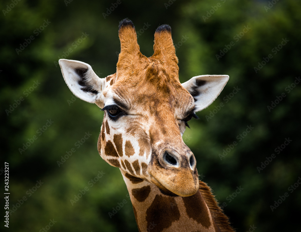 Fototapeta premium Giraffe