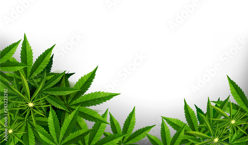 Marijuana plant and cannabis on white backgrounds.