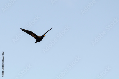 Double-crested Cormorant cruising overhead