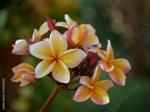 Plumeria  Frangipani  Temple tree are flowers  popular in Thailand. Multi color flower   bokeh background.