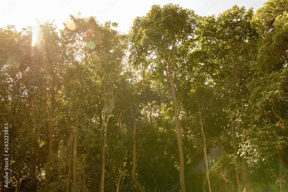 Fototapeta premium Tropical Forest in Laos