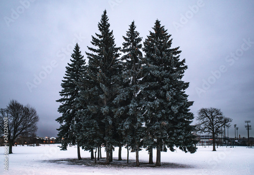 trees in winter (ID: 243224028)