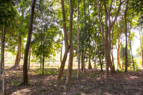 Tropical Forest in Laos