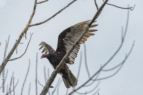 Turkey Buzzard bird of prey