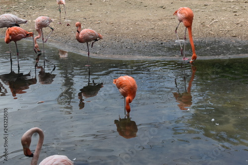 Flamencos photo