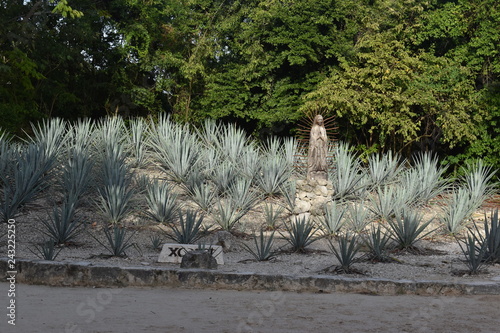 Agave photo