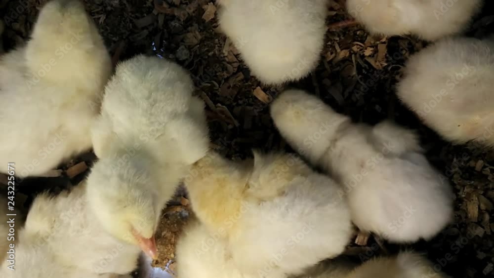 Young baby chicks on a poultry farm. Young baby chicks on a poultry farm.