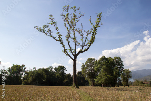 Beautiful Tree Against clear sky in rice field