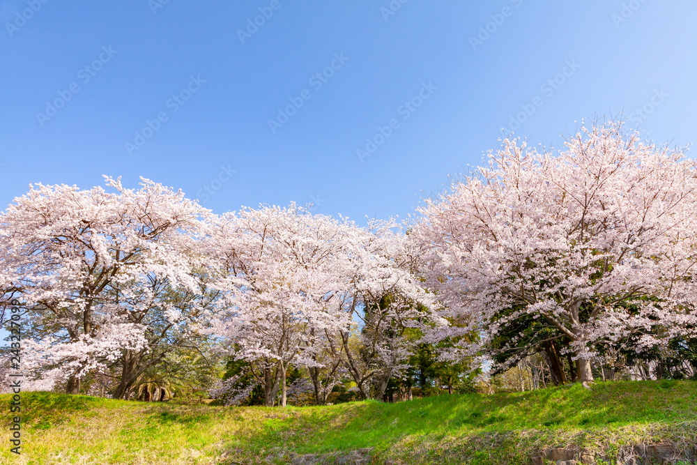 満開の桜 満開の桜