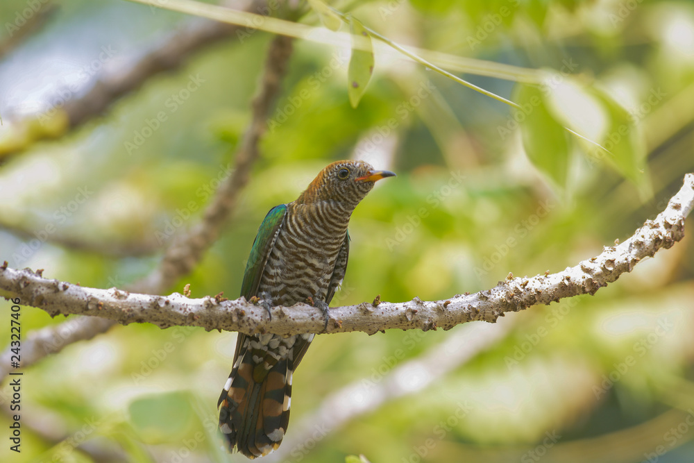 Asian Emerald Cuckoo ; Chrysococcyx maculatus. Asian Emerald Cuckoo ; Chrysococcyx maculatus.