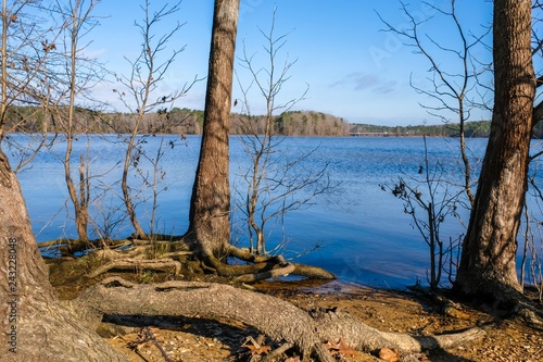 Scenic view of trees on the lakeshore by Falls Lake at Blue Jay Point County Park in Raleigh, North Carolina.