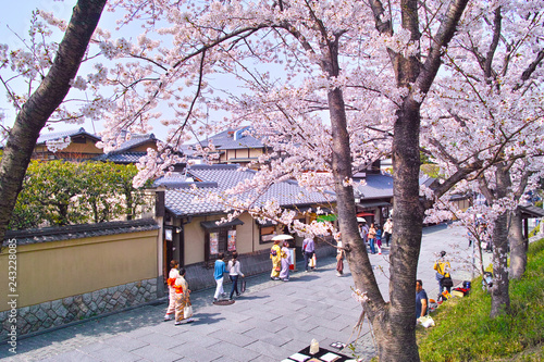 京都東山、春の桜咲くねねの道