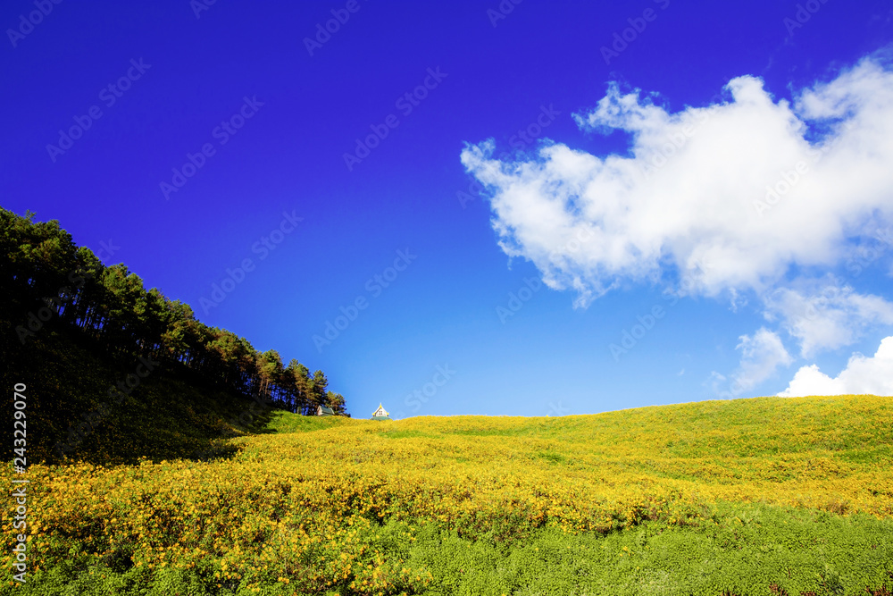 Obraz premium Bua tong flower on hill at sky.