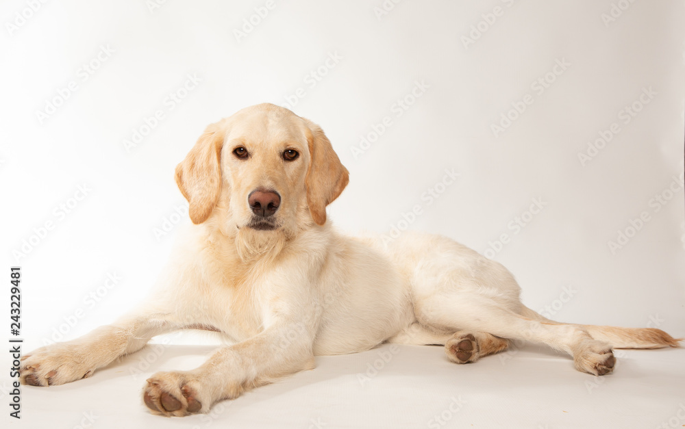 Large breed yellow lab dog