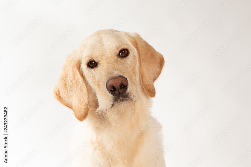 Portrait of yellow lab dog Portrait of yellow lab dog