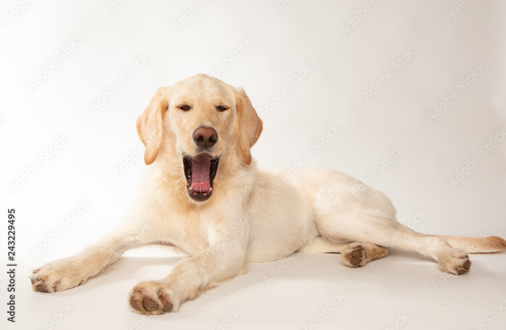 Yellow lab dog yawning