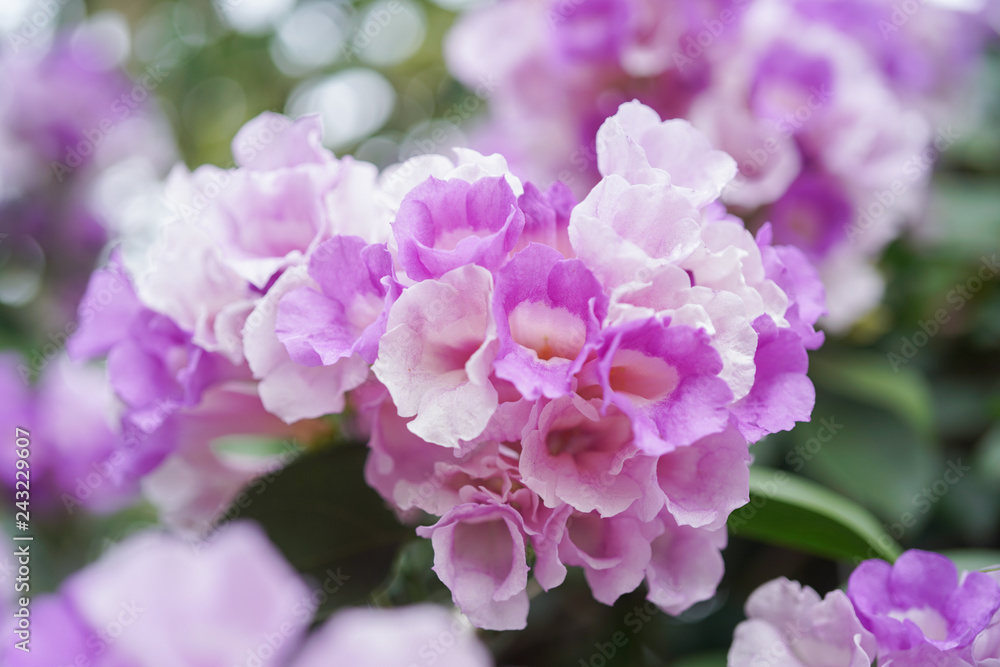 Garlics vine flowers in bloom Garlics vine flowers in bloom