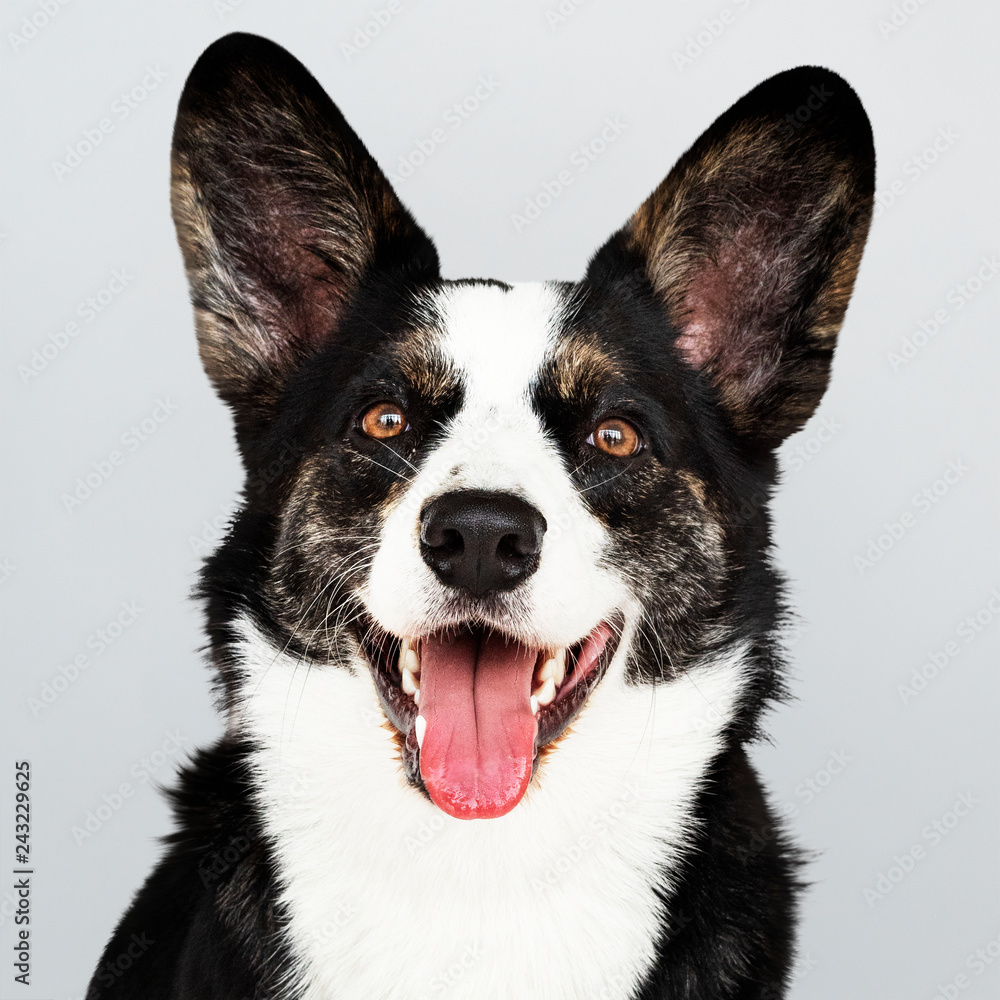 Portrait of a happy Cardigan Welsh Corgi Portrait of a happy Cardigan Welsh Corgi