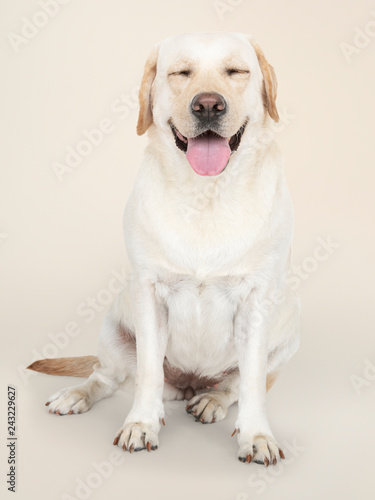 Portrait of a Labrador Retriever dog