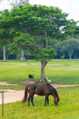 Fototapeta Naklejka Na Ścianę i Meble -  horse is eating grass in field