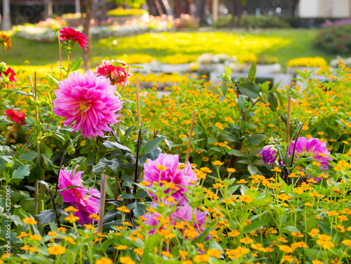 Wallpaper Mural Pink Dahlia Blooming in the garden. colorful flower in the garden, Torontodigital.ca