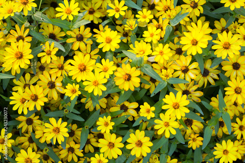 Wallpaper Mural Beautiful yellow cosmos flowers in the garden Torontodigital.ca
