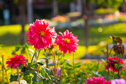 Wallpaper Mural Red Dahlia Blooming in the garden. colorful flower in the garden, Torontodigital.ca