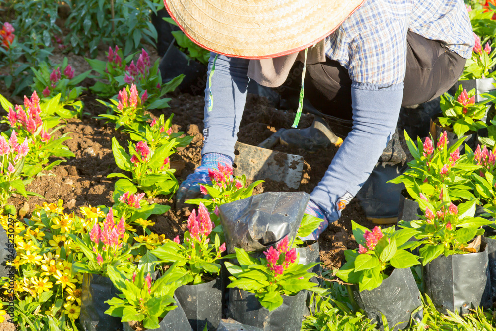 Φωτογραφία CHIANG MAI, THAILAND - DECEMBER 6, 2018 : Gardener woman planting flowers in the garden, Ratchaphruek Park Chiang Mai, Thailand