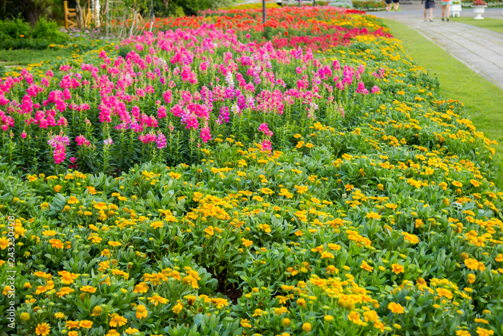 Fototapeta premium colorful flower in the garden,