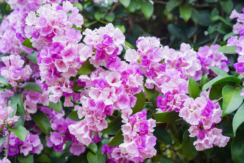Garlics vine flowers in bloom Garlics vine flowers in bloom