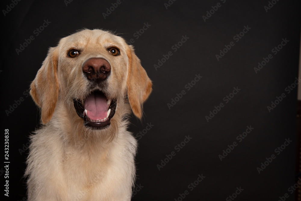 Yellow labradoodle isolated on dark background
